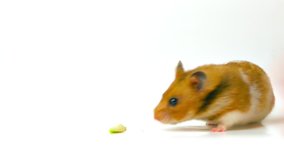 Golden hamster. Studio shot on white background. (av17583c)
