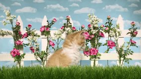 4K HD Video of on orange and white long haired kitten sitting in studio garden with grass picket fence pink roses and white flowers with sky background. Twitching ears licking mouth looking at camera.