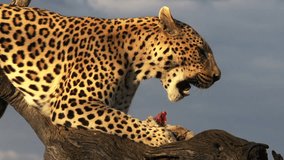 Leopard sitting in a tree, eating a chunk of meat.