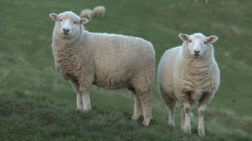 Two sheep on a New Zealand farm