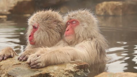 Mother And Baby Japanese Macaque Video De Stock 100 Libre De Droit Shutterstock Mother And Baby Japanese Macaque Video De Stock 100 Libre De Droit Shutterstock