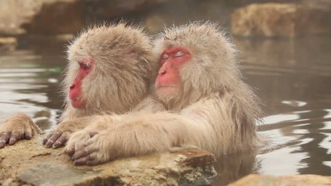 Mother And Baby Japanese Macaque Video De Stock 100 Libre De Droit Shutterstock