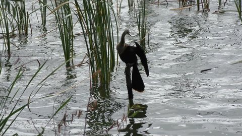 Anhinga drying up its feathers