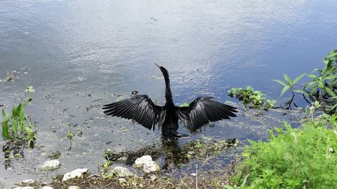 Anhinga drying up its feathers