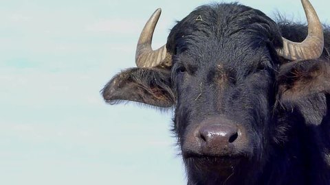 bull portraits