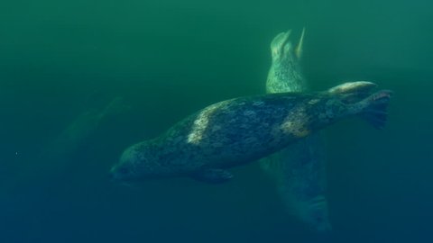 4K Group of 3 Harbour Seals in Turquoise Color, Opaque Water