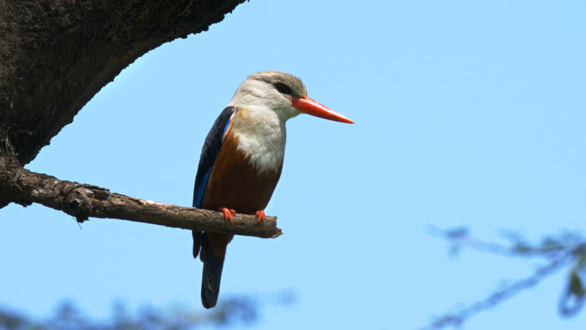 grey-headed kingfisher perched in a tree at lake bogoria in kenya