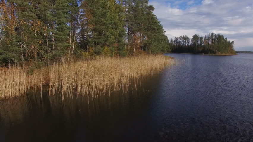 beautiful aerial view of shore with reeds and pine trees