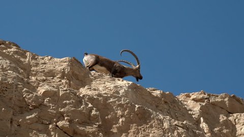 Mountain goat walking in the mountains of Israel