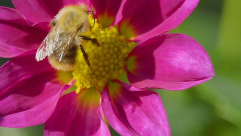 Bumblebee store honey dew from purple dahlia flower, slow motion