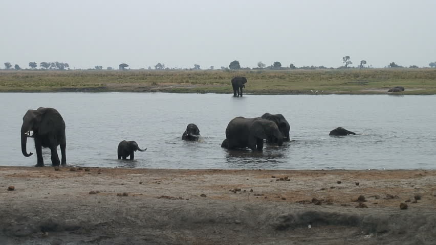 A young Elephant enjoys playing in Chobe River at Botswana, Africa.