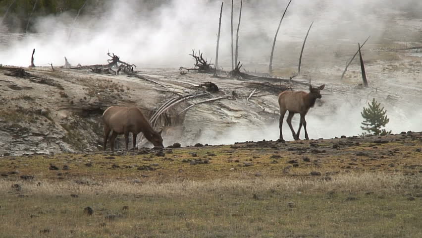 Elk appear to be in a burnout area but, are actually in steam at Yellowstone