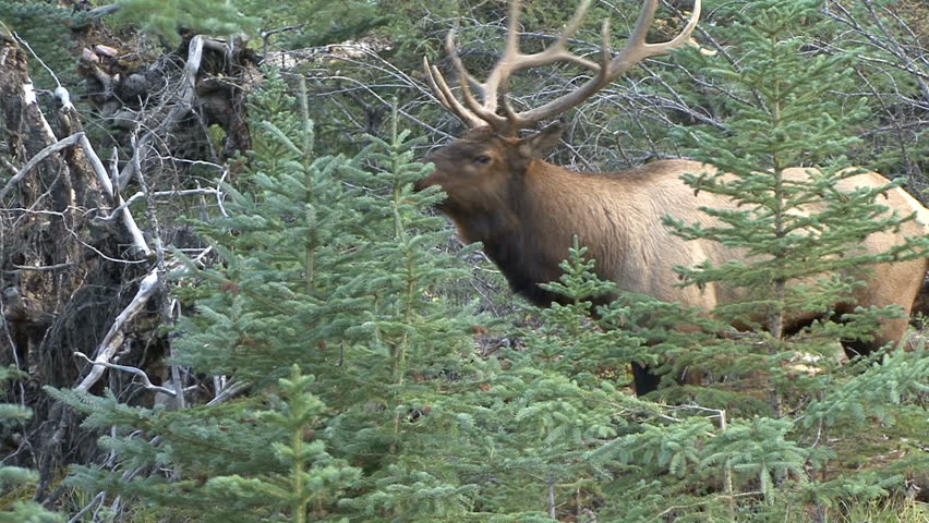 An unhappy Bull Elk moves through trees while protecting his herd of does. 