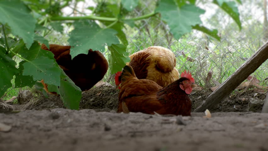 chickens roosting
