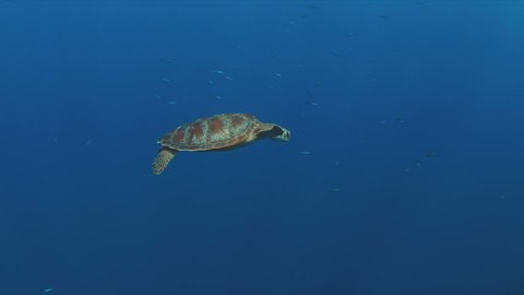 Green Sea turtle swims in blue water. 4k footage