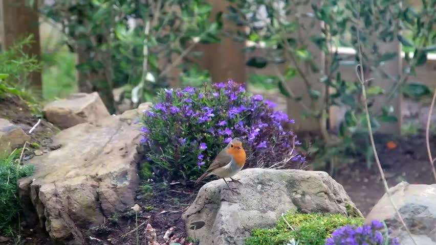 Cute European Robin, erithacus rubecula,  hops amongst the flowers and stones of a rockery garden looking for food with its feathers being ruffled on a windy day