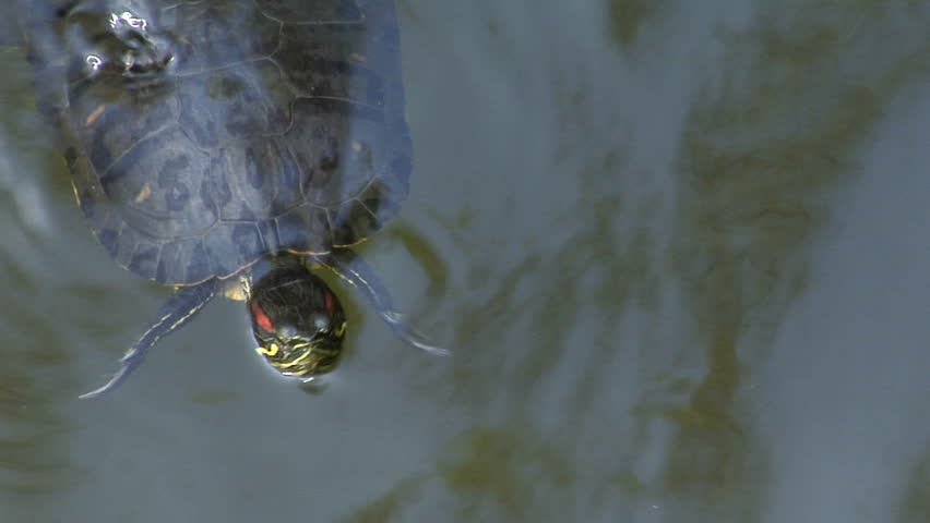 turtle swim