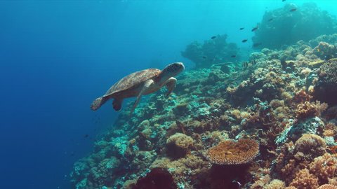 Green Sea turtle swims in blue water. 4k footage