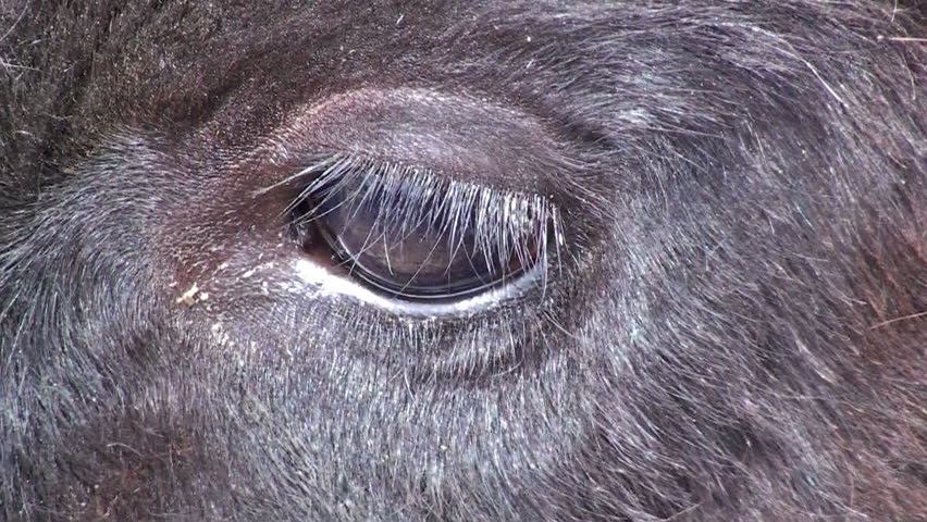 Bull Close-up and unzoom