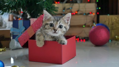Cute tabby kitten playing in a gift box with Christmas decoration,slow motion