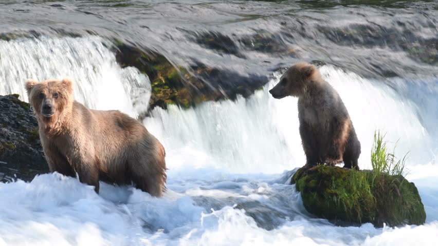 An Alaskan brown bear and its cub fishing for salmon below Brooks Falls in Katmai National Park, Alaska