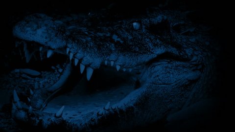 Crocodile At Night Opens Mouth