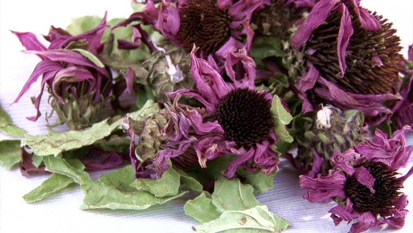 purple coneflower tea