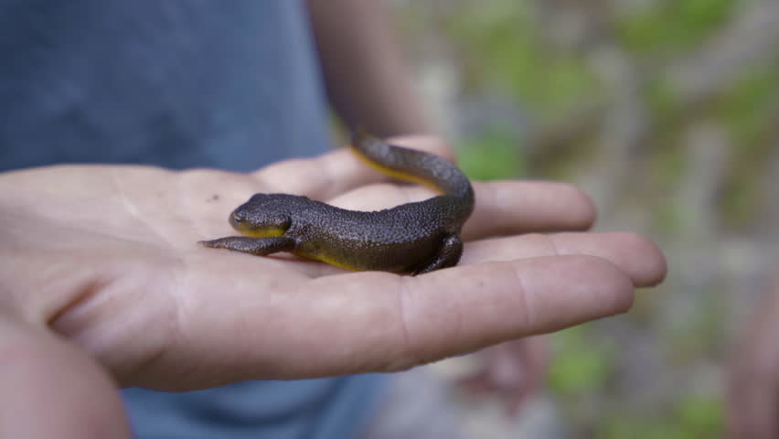 Closeup Of A Man Holding A Newt/Salamander On A Hiking Trip, Girlfriend Gets Close To Observe 