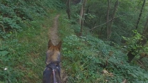 Walking in the forest with the dog on a leash