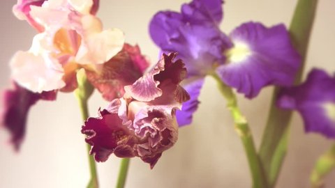  TIme Lapse Flower. Beautiful iris flowers bloom. High speed camera shot. Full HD 1080p. Timelapse 