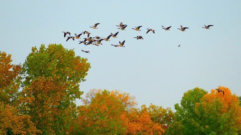 Graceful slow motion flying Canadian Geese in autumn.
