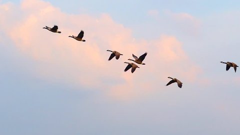 slow motion flying Canadian Geese in autumn.