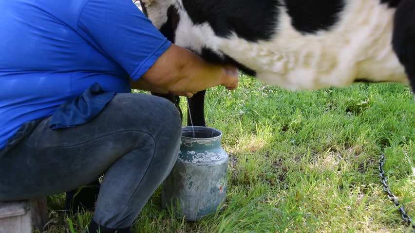 Woman Milked Like A Cow