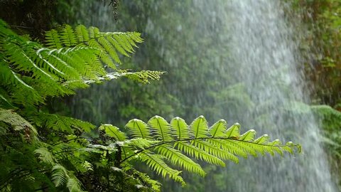 Close-up of ferns moved by the breeze with background of falling water. Slow Motion