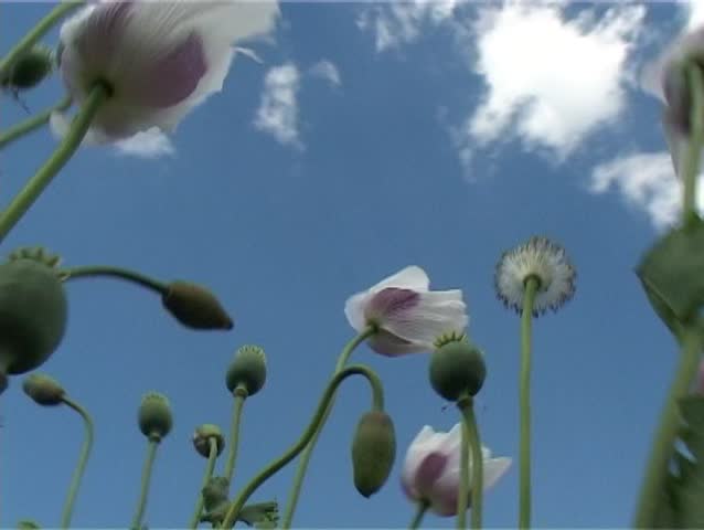 Flight through poppy flower field in the wind with sky on the background.