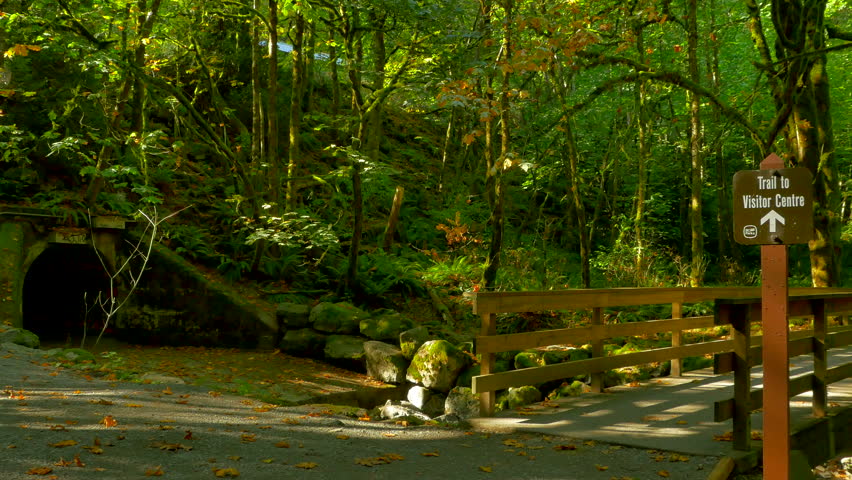 4K Bridge in Nature Forest Park, Visitor Center Sign, Green Landscape Foliage