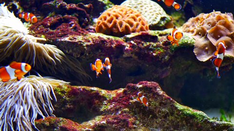 4K Bright Clown Fish in Aquarium, Natural Reef Coral and Sea Anemone, Tropical