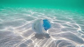 Jellyfish swims in the sea