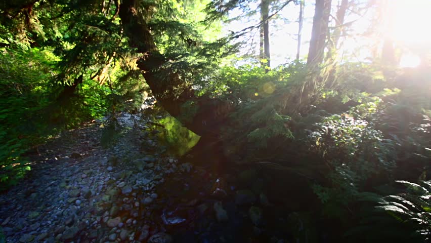 Forest in Olympic National Park, Washington