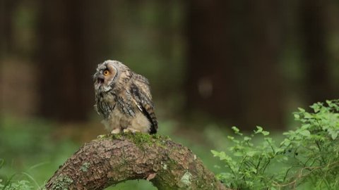 Tawny owl sitting on tree stump in the dark forest habitat. Beautiful bird sitting on the green lichen branch. Tawny owl with lichen branch. Bird in the forest. Brown bird Tawny owl in the forest. 