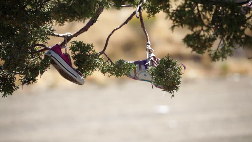 Shoes tied in a tree