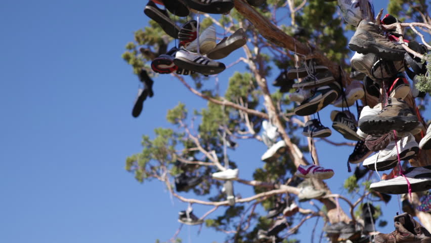 Lots of shoes hung in a tree