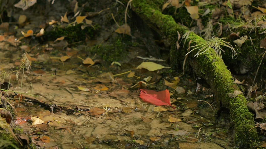 Red leaves falling in a forest stream. Near a tree branch covered with moss