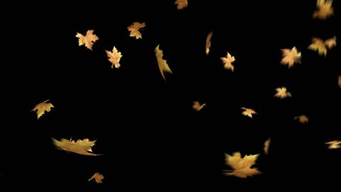 Autumn Leaves Falling With Alpha Channel Loop Clip. Can use this clip for background or overlays on your image, video project.