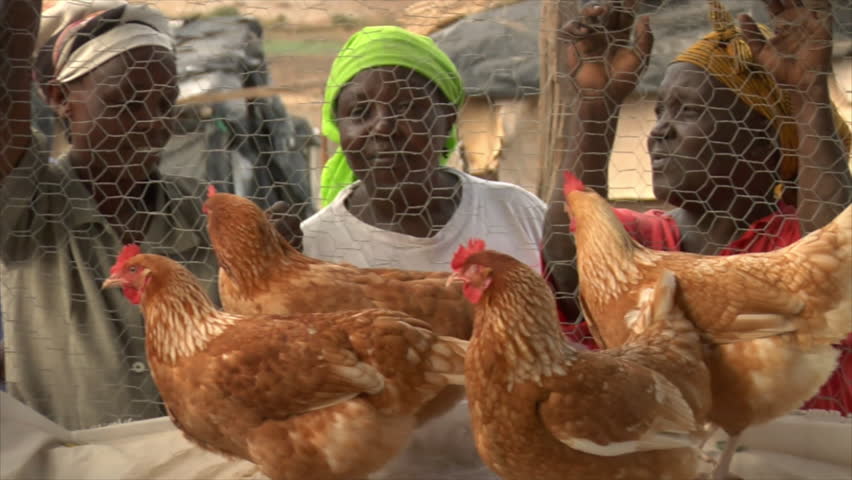 KENYA - CIRCA 2006: Unidentified people look through chicken wire at chickens