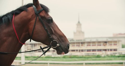 thoroughbred race horse brown close-up face in the background of a running track, slow motion