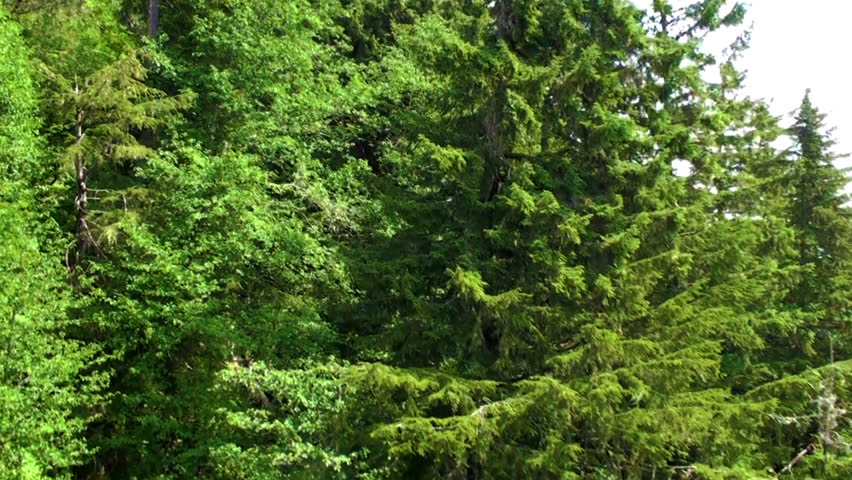 Green, pine mountainside