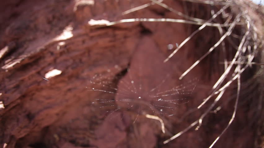 Spider web in the desert