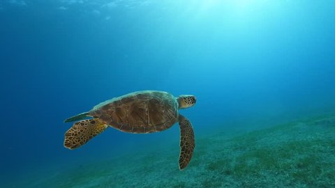 turtle swims slow motion underwater  sun beams and rays slow relaxing blue ocean scenery of green turtle Chelonia mydas