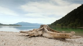 Time Lapse video of old white tree stump on beach of Alps lake. White gravel in bay. Raised camera view. Blue green water, mirror of water level. Mountain peaks in background.